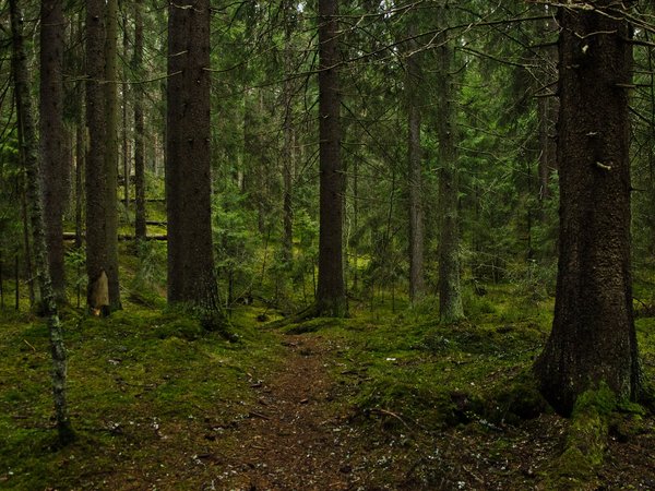 деревья, лес, мох, природа, Тампере, тропинка, Финляндия