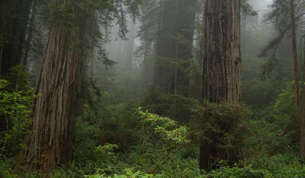 Обои на рабочий стол: Prairie Creek Redwoods State Park, деревья, калифорния, лес, природа, сша, туман