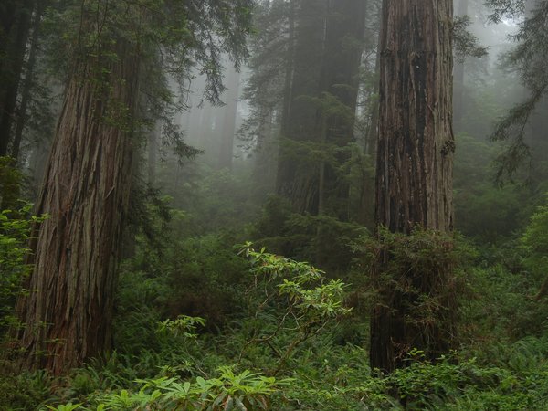 Prairie Creek Redwoods State Park, деревья, калифорния, лес, природа, сша, туман