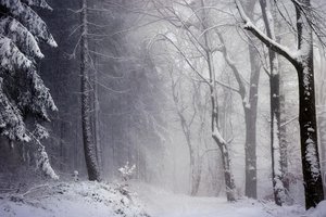 Обои на рабочий стол: деревья, зима, лес, метель, природа, снег