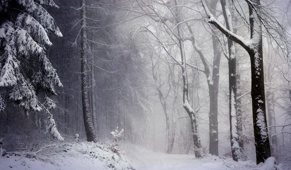Обои на рабочий стол: деревья, зима, лес, метель, природа, снег