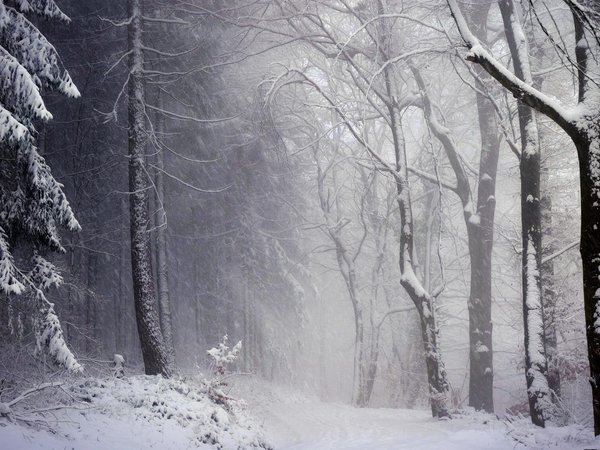 деревья, зима, лес, метель, природа, снег