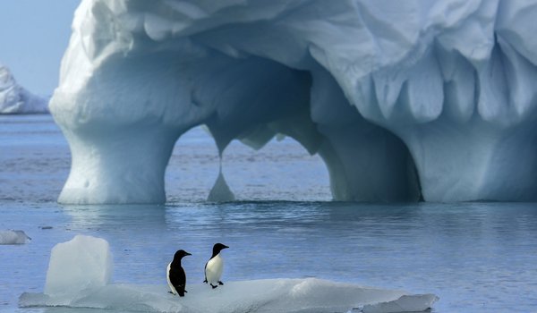 Обои на рабочий стол: антарктика, льдины, океан, пингвины, природа, птицы