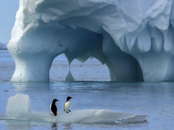 антарктика, льдины, океан, пингвины, природа, птицы