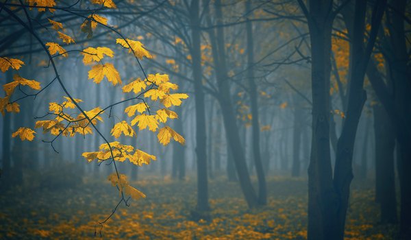 Обои на рабочий стол: деревья, осень, природа, туман