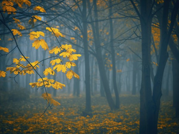 деревья, осень, природа, туман
