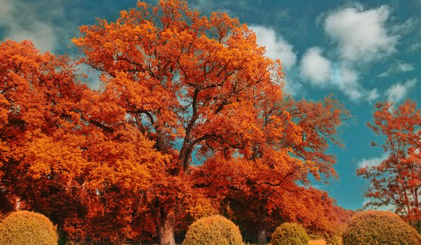 Обои на рабочий стол: autumn, fall, nature, trees, деревья, обработка, осень, природа