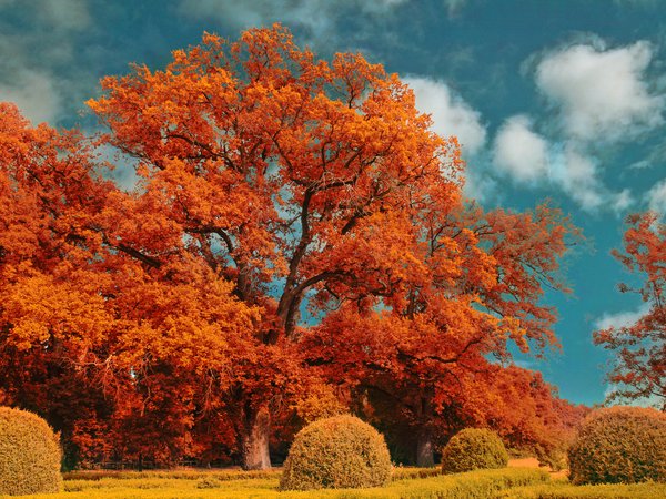 autumn, fall, nature, trees, деревья, обработка, осень, природа