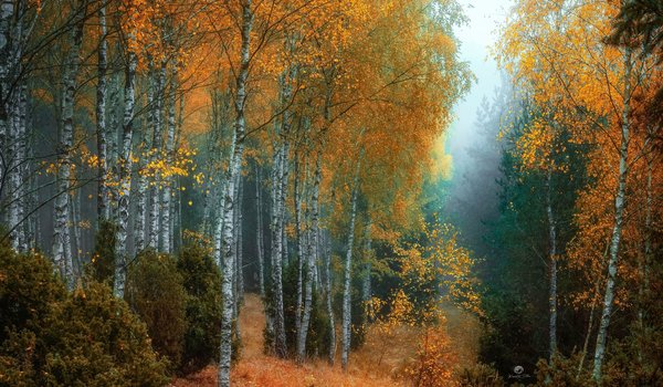 Обои на рабочий стол: берёзы, деревья, кусты, лес, осень, природа, туман