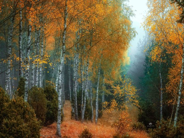 берёзы, деревья, кусты, лес, осень, природа, туман