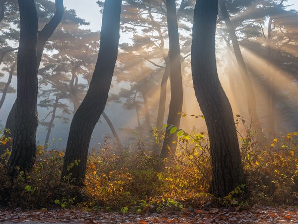 деревья, лучи, осень, парк, природа, свет, сосны, туман, южная корея