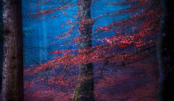 Обои на рабочий стол: деревья, дымка, осень, природа, синий туман