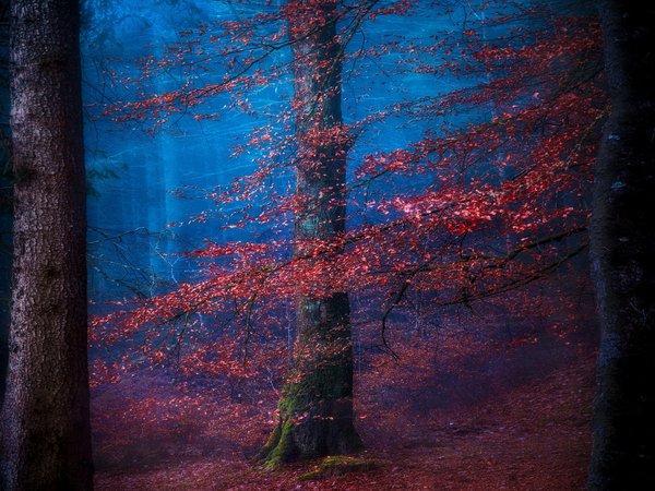 деревья, дымка, осень, природа, синий туман