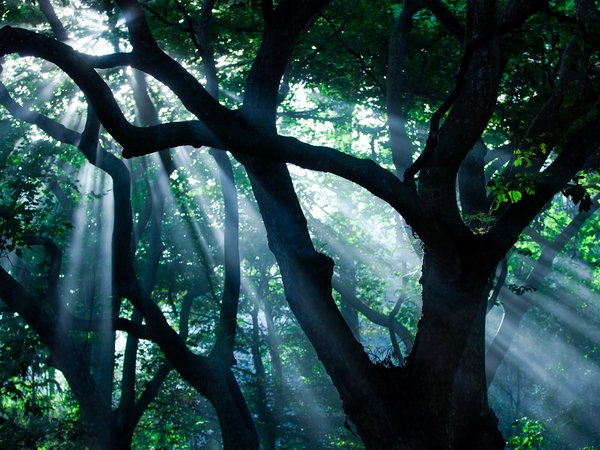 дерево, деревья, лучи, природа, свет, солнце