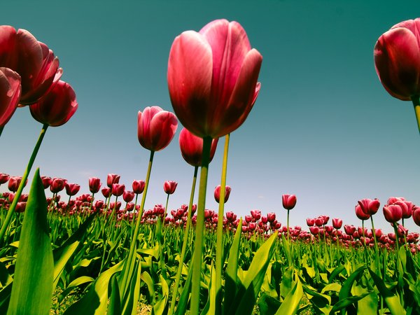 весна, небо, плантация, природа, тюльпаны, цветы