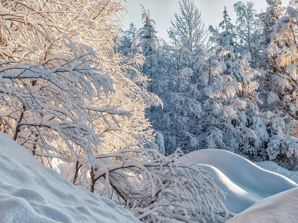 деревья, ели, зима, природа, снег, сугробы