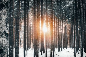 Обои на рабочий стол: деревья, зима, лес, природа, свет, снег, солнце