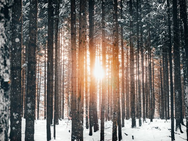 деревья, зима, лес, природа, свет, снег, солнце