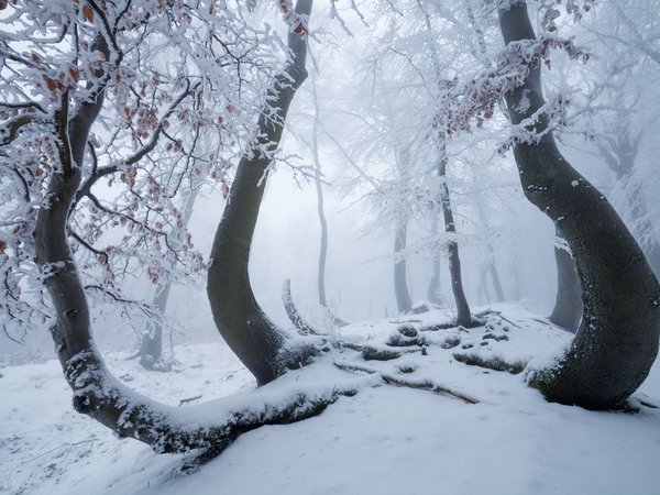 деревья, зима, лес, природа, снег