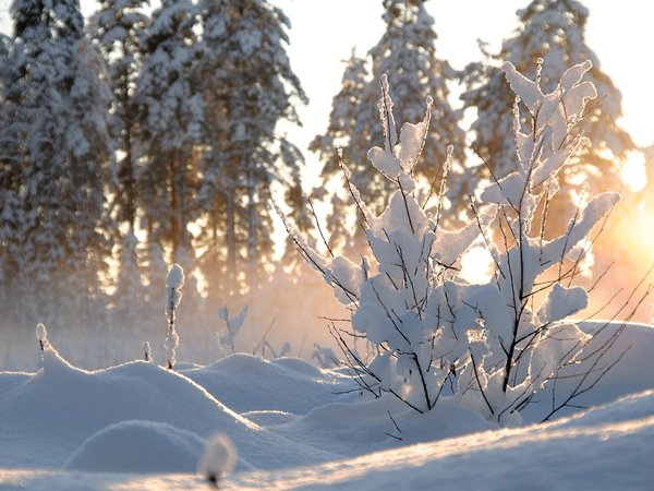 деревья, зима, куст, природа, снег, солнце