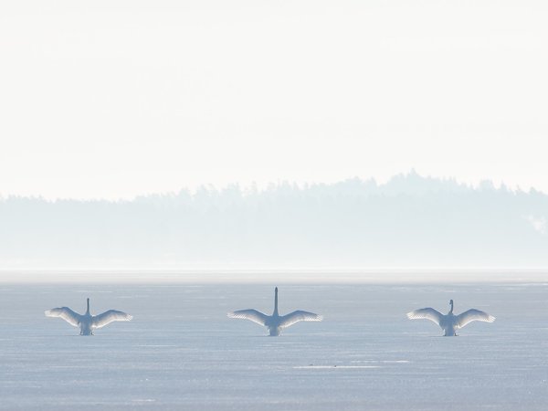 лебеди, природа, птицы, туман