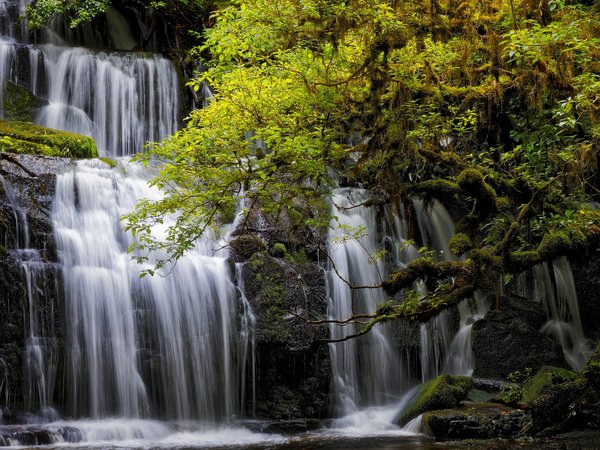 New Zealand, Otago, Purakanui Falls, Tarara, водопад, деревья, каскад, новая зеландия, Отаго, Тарара
