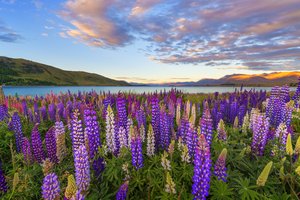 Обои на рабочий стол: field, flowers, lake, landscape, purple, горы, озеро, поле, цветы