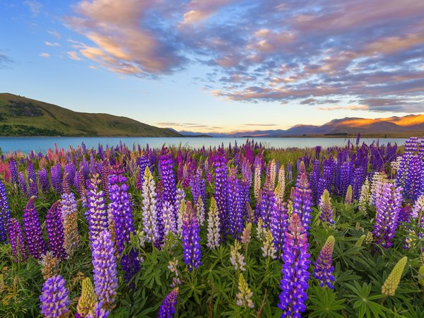 field, flowers, lake, landscape, purple, горы, озеро, поле, цветы