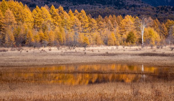 Обои на рабочий стол: осень, природа, река