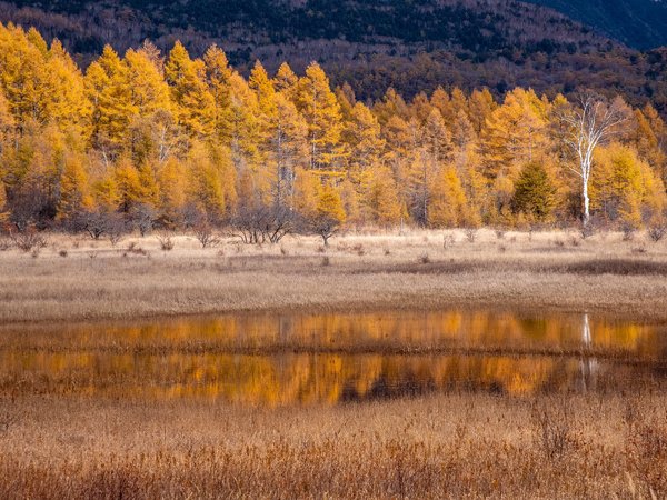 осень, природа, река