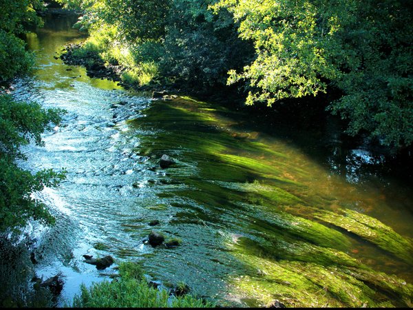 green, river, trees, зелень, поток, река