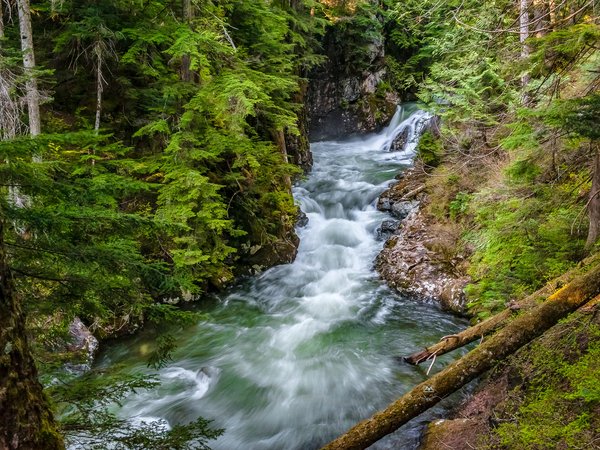 Denny Creek, Washington State, лес, река, штат Вашингтон