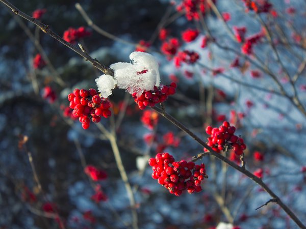 ветки, ветки в снегу, дерево, зима, красная, красный, мороз, рябина, снег, холод, ягоды