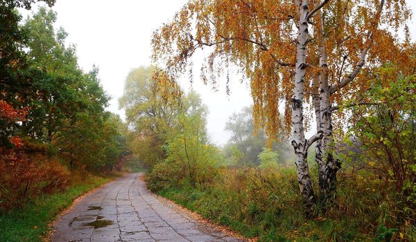 Обои на рабочий стол: autumn, road, tree