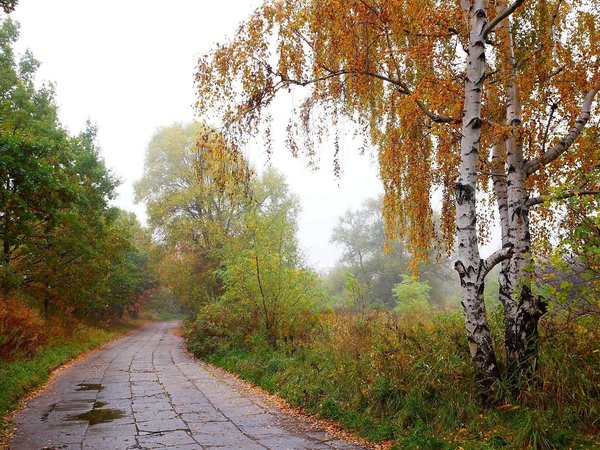 autumn, road, tree