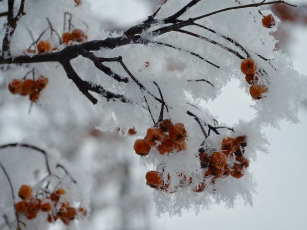 белый, ветки, зима, оранжевый, рябина, рябинка, снег, снежинки