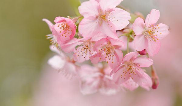 Обои на рабочий стол: боке, весна, вишня, макро, сакура, фон, цветение, цветки
