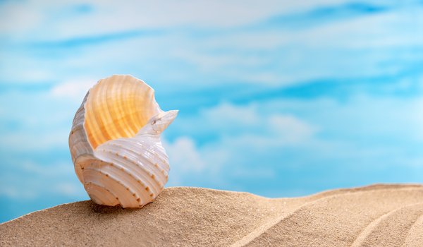 Обои на рабочий стол: beach, sand, sea, seashells, summer, лето, море, песок, пляж, ракушки