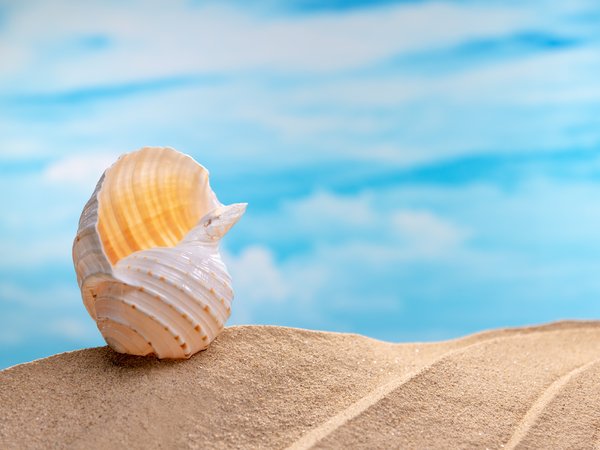 beach, sand, sea, seashells, summer, лето, море, песок, пляж, ракушки