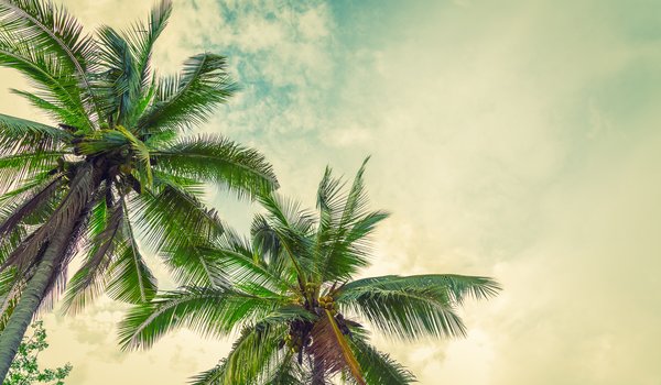 Обои на рабочий стол: beach, palms, paradise, summer, tropical, лето, пальмы, пляж, солнце