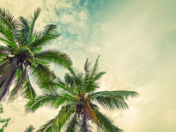 beach, palms, paradise, summer, tropical, лето, пальмы, пляж, солнце