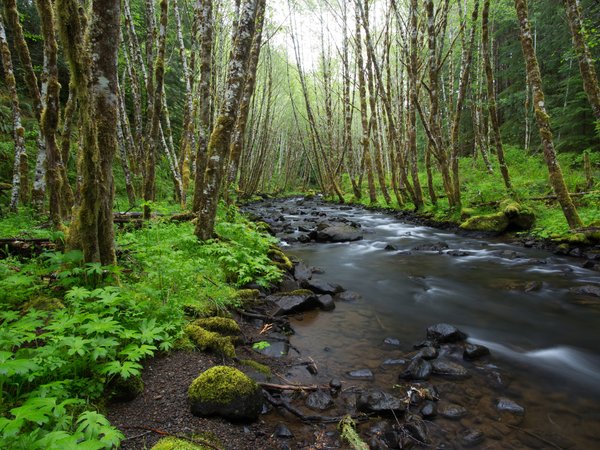 forest, green, Oregon, usa, камни, лес, Орегон, ручей, сша