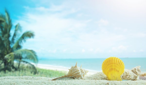 Обои на рабочий стол: beach, marine, palms, sand, sea, seashells, summer, tropical, море, пальмы, песок, пляж, ракушки