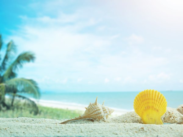 beach, marine, palms, sand, sea, seashells, summer, tropical, море, пальмы, песок, пляж, ракушки