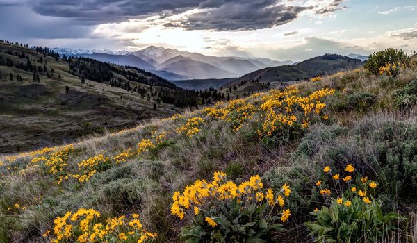 Обои на рабочий стол: Sun Mountain, Twisp, wildflowers, Winthrop