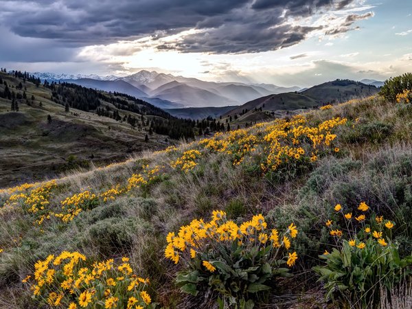 Sun Mountain, Twisp, wildflowers, Winthrop