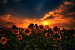 Обои на рабочий стол: Sunflowers, sunset, природа