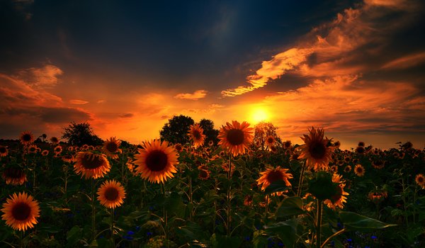 Обои на рабочий стол: Sunflowers, sunset, природа