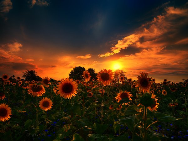 Sunflowers, sunset, природа