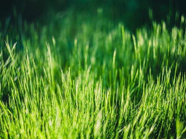 зелёная, много, трава